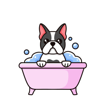 Cute little spotted black and white pitbull puppy washes in a tub with soapy foam, takes a bath