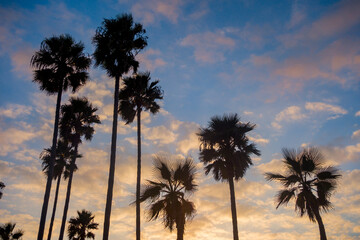 Obraz premium Colorful Venice Beach Sunset at the Venice Fishing Pier. Silhouetted palm trees and lifeguard huts and scattered clouds. 