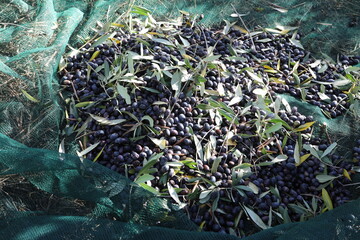 Fototapeta na wymiar The olive harvest in Italy, to make extra virgin olive oil.