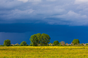 Trees in a meadow with yellow flowers and storm clouds