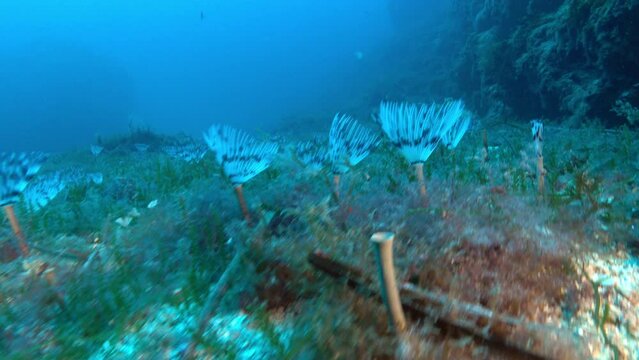 POV - Deep underwater tube worms -spirographs- closes near the camera
