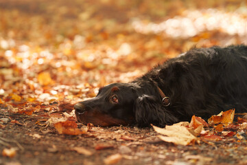 the dog in the leaves. Beautiful Gordon Setter in the forest in autumn. Walk in nature during leaf...