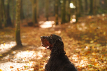 the dog in the leaves. Beautiful Gordon Setter in the forest in autumn. Walk in nature during leaf...