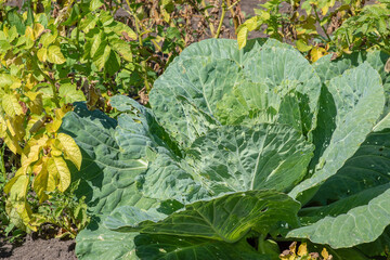 A head of cabbage in the garden. Pests