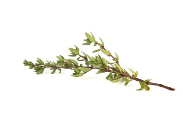 Fresh sprig of thyme on a white background.