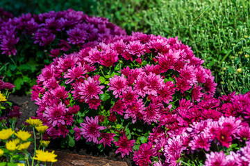 Bush of red chrysanthemums in garden, closeup. Background of pink chrysanthemum flowers in nature