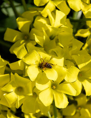 bee pollinating yellow flower