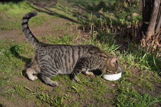 street gray cat eats food. Homeless cat eats food on a summer day. Human help to homeless animals.