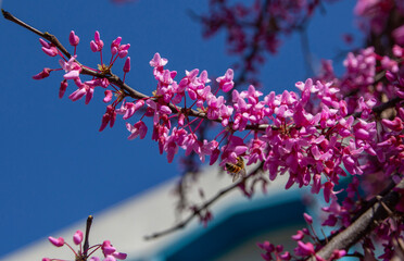 Redbud tree with pink blooms