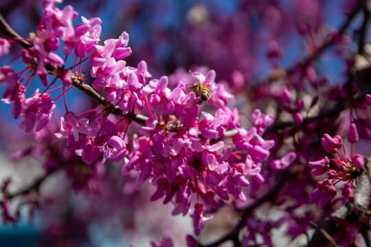 Redbud tree with pink blooms