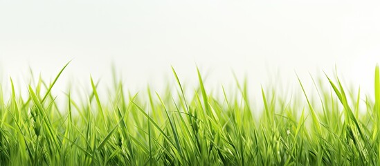Grass that is green