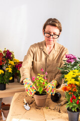 Woman 50 years old transplanting begonia flowers into pots, decorating home terrace or balcony with flowers