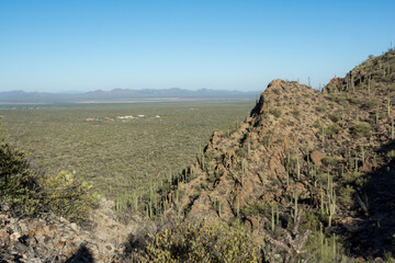 desert cactus covered mountain side