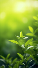  Fresh green leaves with bokeh effect. Nature abstract background.