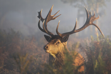 Red deer stag at sunrise (cervus elaphus)