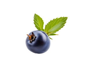 a quality stock photograph of a single blue berry isolated on a white background