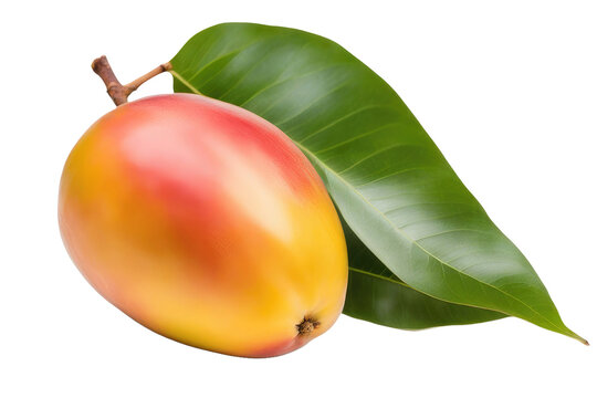 a quality stock photograph of a single mango isolated on a white background