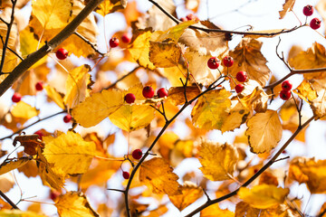 Ripe red fruits of hawthorn or single-seeded hawthorn, on a hawthorn tree branch on bright autumn day.