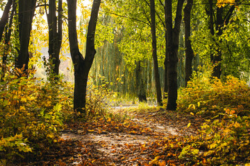 Autumn forest nature, bright morning in colorful forest with sun rays through tree branches, nature landscape with sunlight.