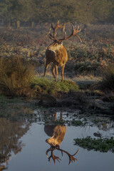 Red Deer in Reflection in Water