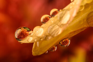 Close-Up Macro Photo of Flower Petals With Water Droplets