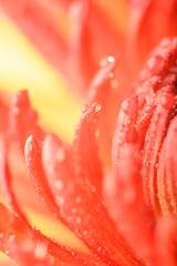 Close-Up Macro Photo of Flower Petals With Water Droplets