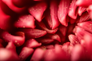 Close-Up Macro Photo of Flower Petals
