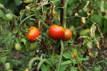 Ripening tomatoes on a bush in the garden