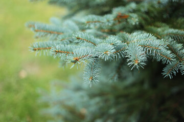 Naklejka na ściany i meble Green spruce branches close-up