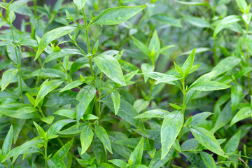 Andrographis paniculata plant in the garden