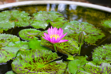 Beautiful waterlily or lotus flower with green purple leaves