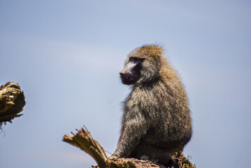 baboon sitting on a tree