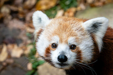 Portrait of a Red Panda at the National Zoo in Washington, DC