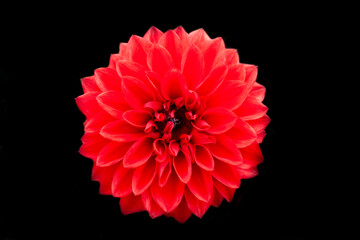 Red Vibrant Flower in Bloom, On a Black Background