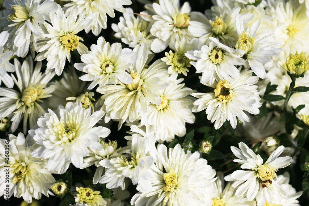 Canvas Prints White Daisy flower background. Daisy flower pattern. Green lawn spring texture. Floral background. White natural spring park pattern. Yellow flower background. Vibrant color small chrysanthemum.