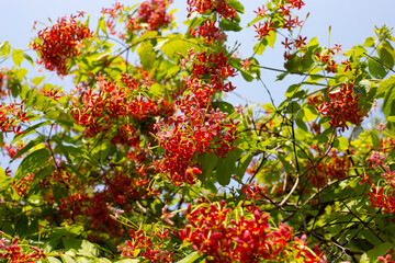 Rangoon creeper or Burma creeper,  Combretum indicum