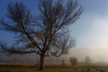 Morning Fog on the Lake