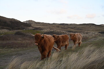 Scottish Highlander cows - 668366685