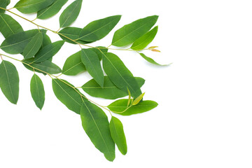 Fototapeta na wymiar Eucalyptus leaves on white background.