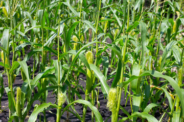 Baby corn fruit on tree. Corn field