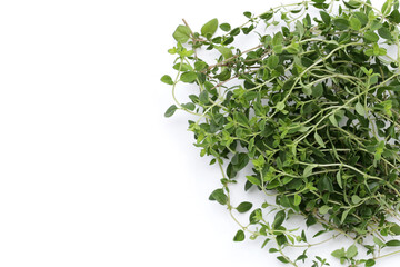 Fresh lemon thyme on white background.