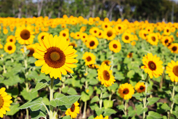 Sunflower field, Beautiful summer landscape.