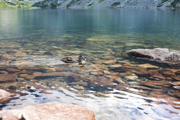 Duck swims in the lake