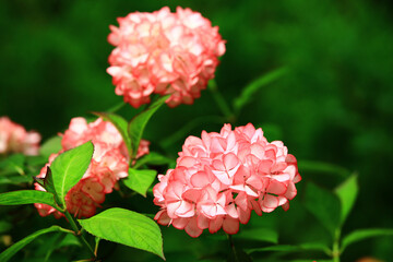 blooming Hydrangea or Big-leaf Hyrdangea flowers with green leaves