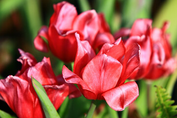 Obraz premium blooming red Tulip flowers with green leaves,close-up of red Tulip flowers blooming in the garden 