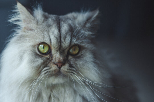 portrait of a cat