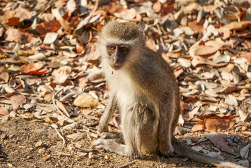 macaque sitting on the ground