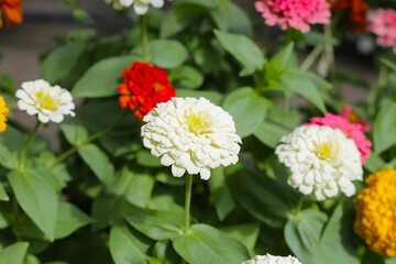 Colorful zinnia flowers blooming  in the garden