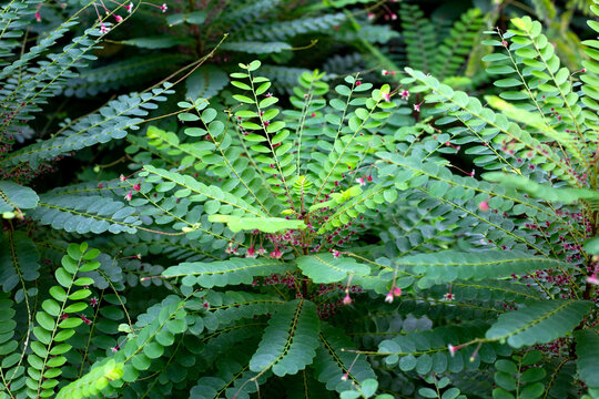 Phyllanthus Pulcher