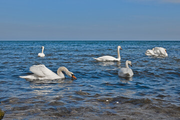 White swans on the sea near the shore feed on bread that is thrown to them